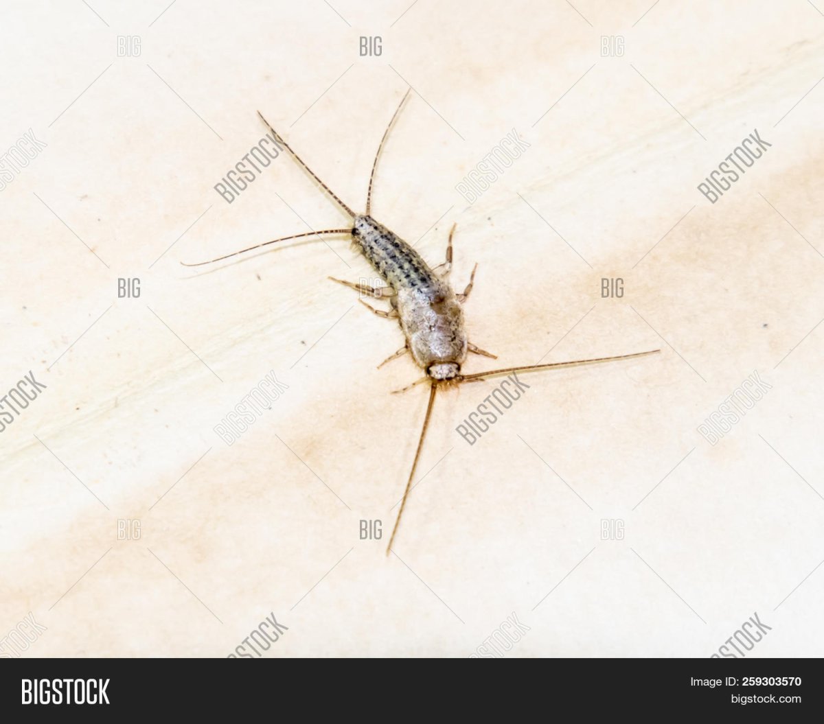 Серебряная рыбка насекомое