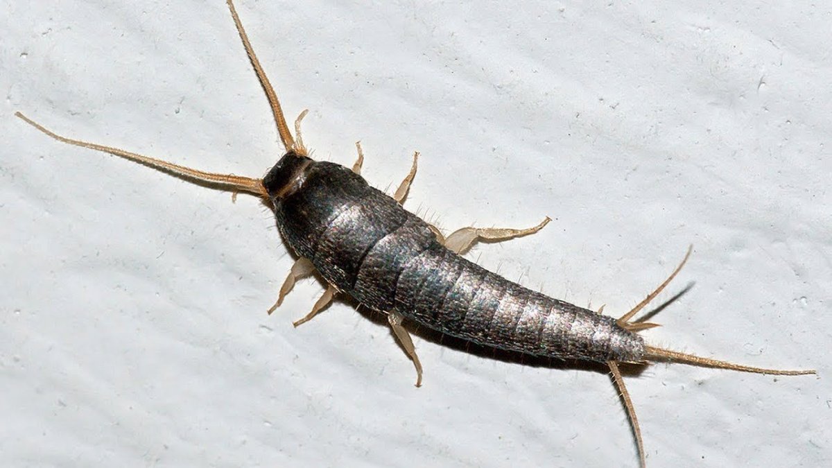 Таракан мокрица