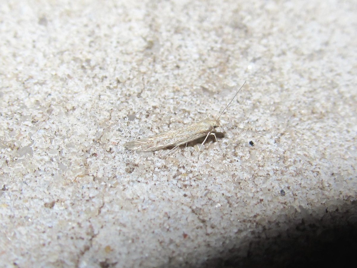 Серебрянка чешуйница