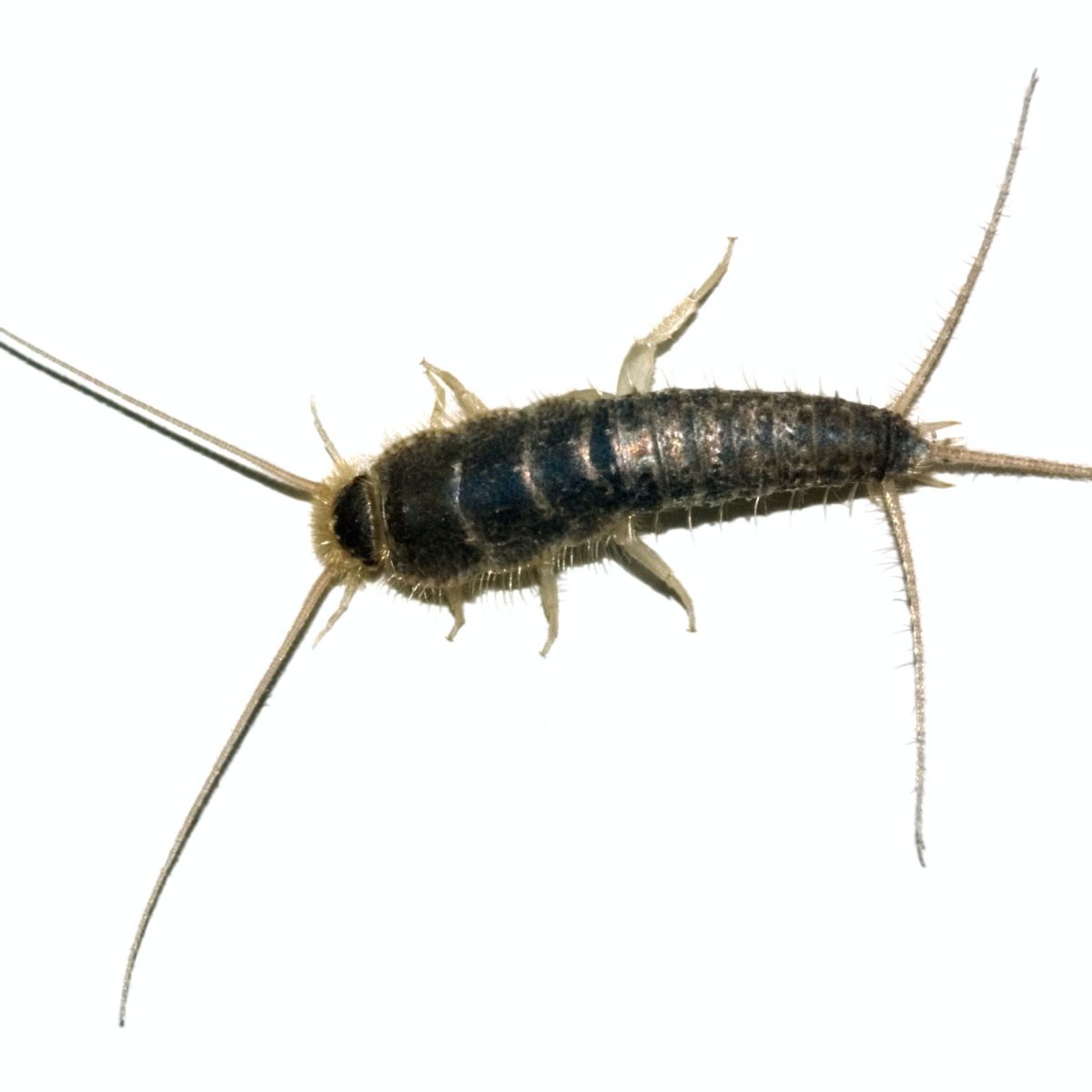 Серебрянка (обыкновенная чешуйница)