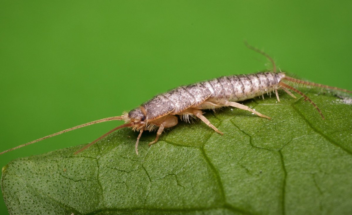 Жук чешуйница