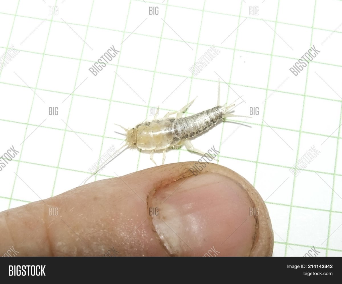 Насекомое lepisma saccharina, Thermobia domestica