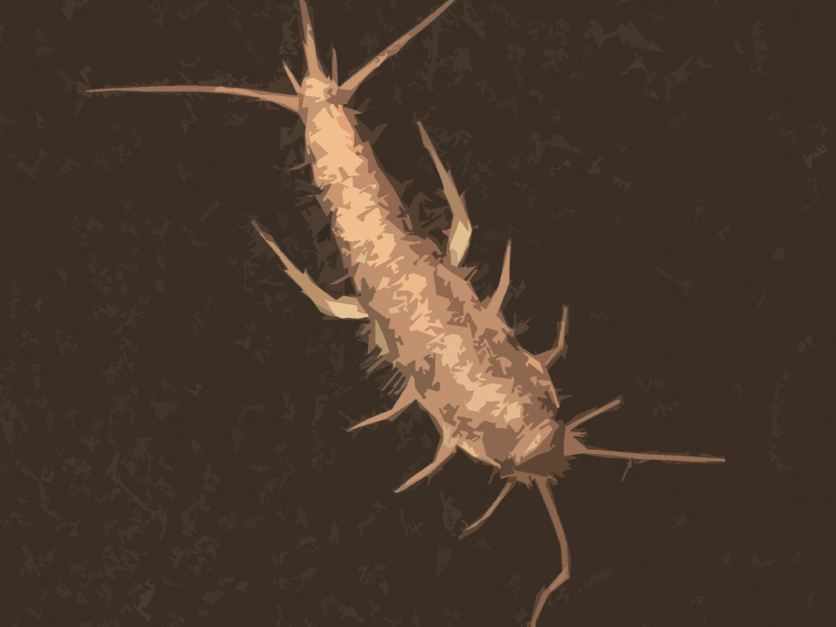 Сахарная чешуйница червяк