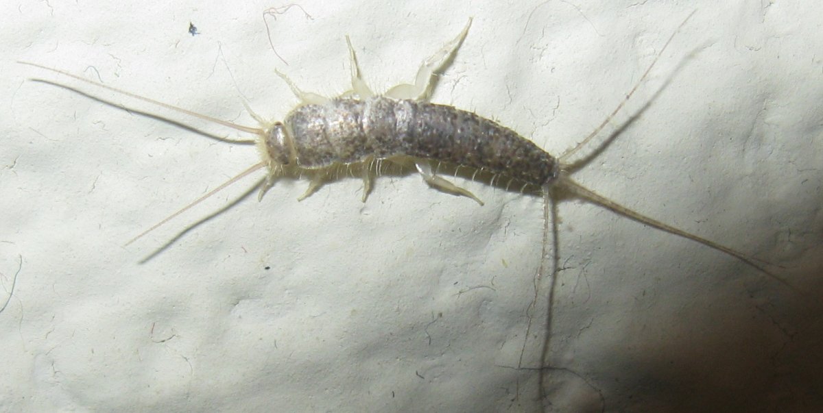 Чешуйница (lepisma saccharina)