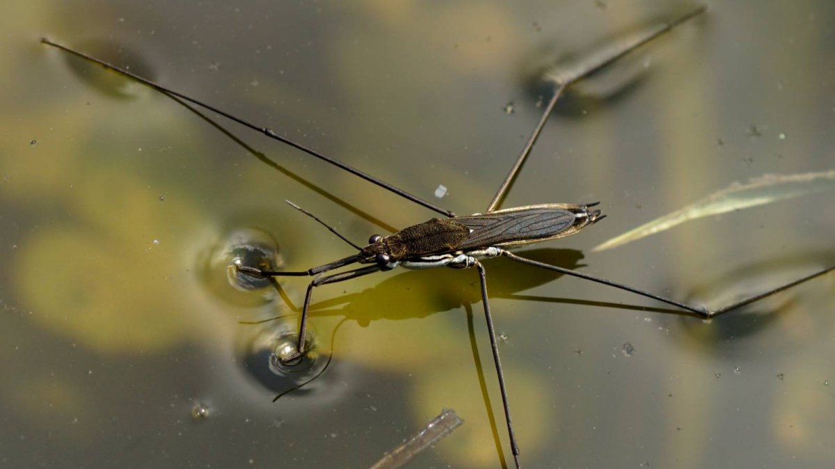 Жук Водомерка