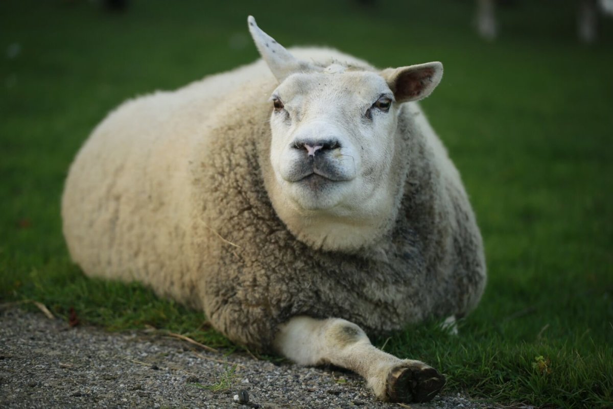 Толстая овца