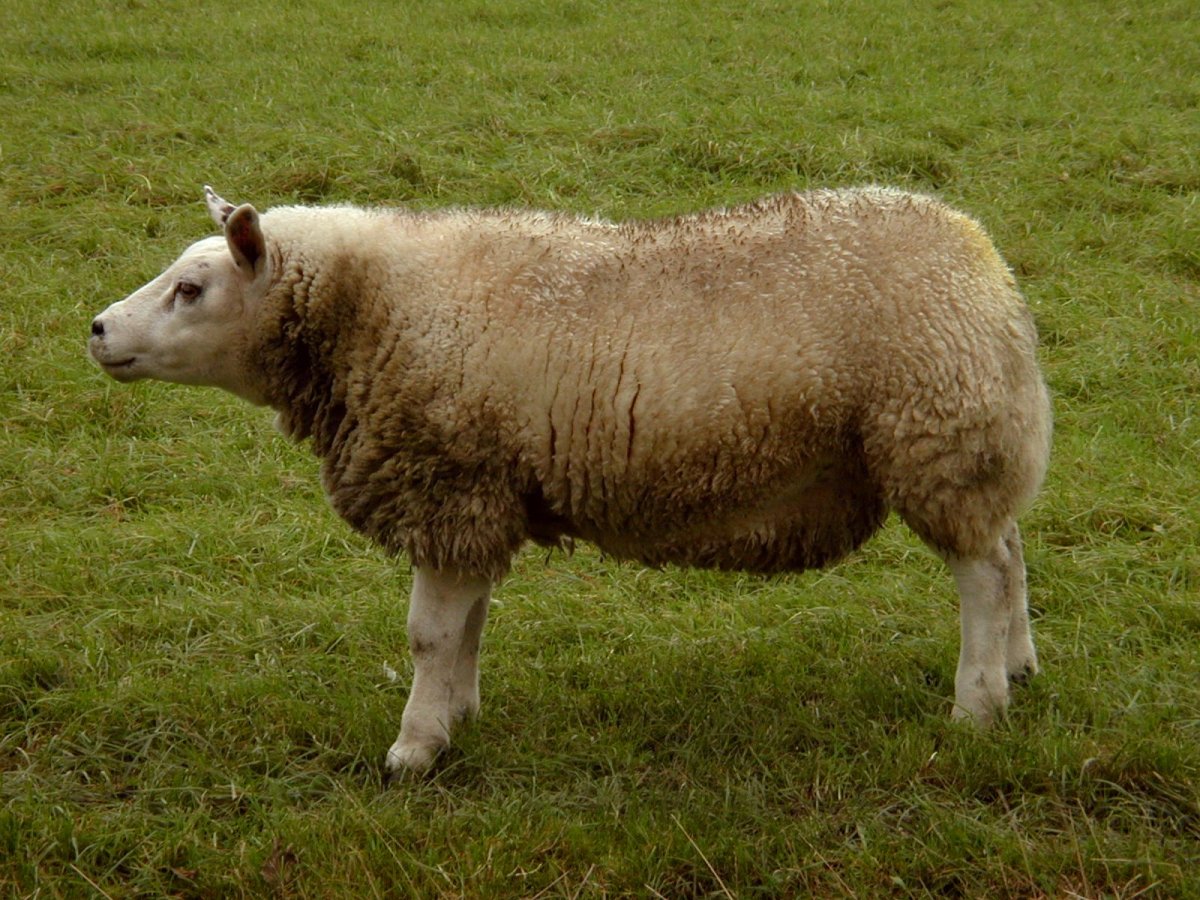 Жирный баран