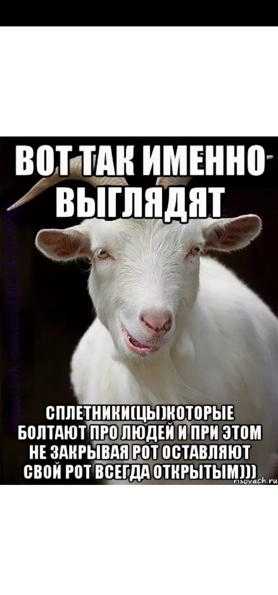 Халяльный баран на Курбан байрам