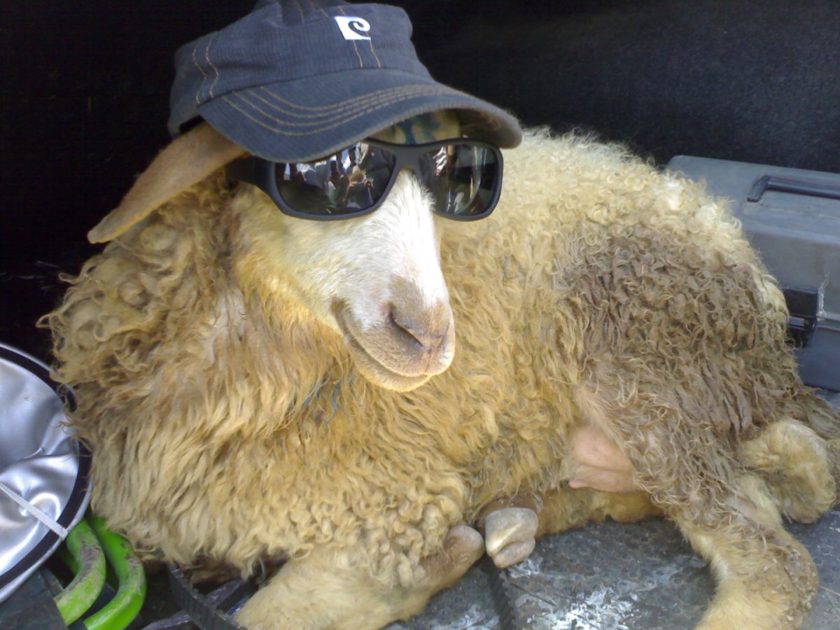 Барашек в очках