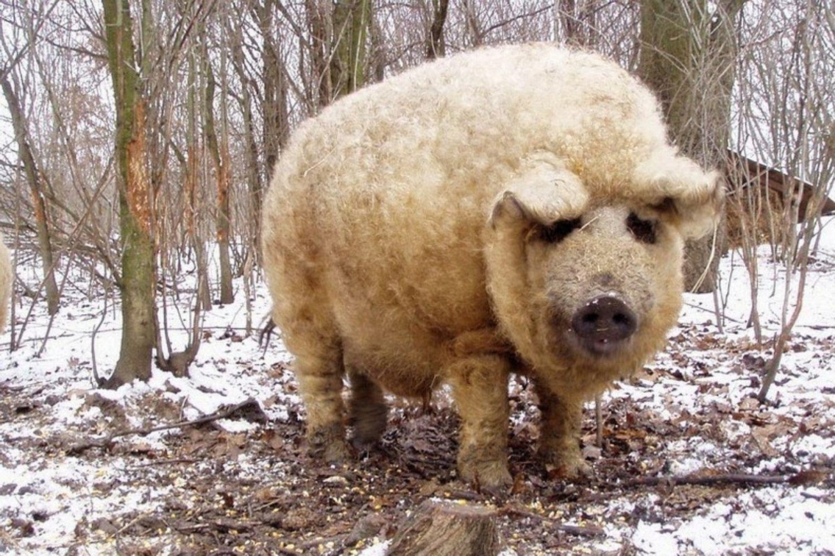 Мангалица порода свиней