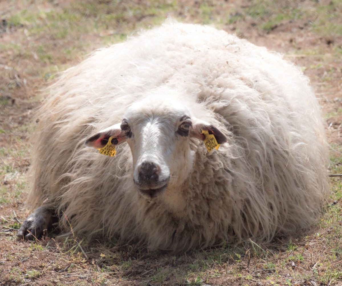 Каракульская овца коричневая