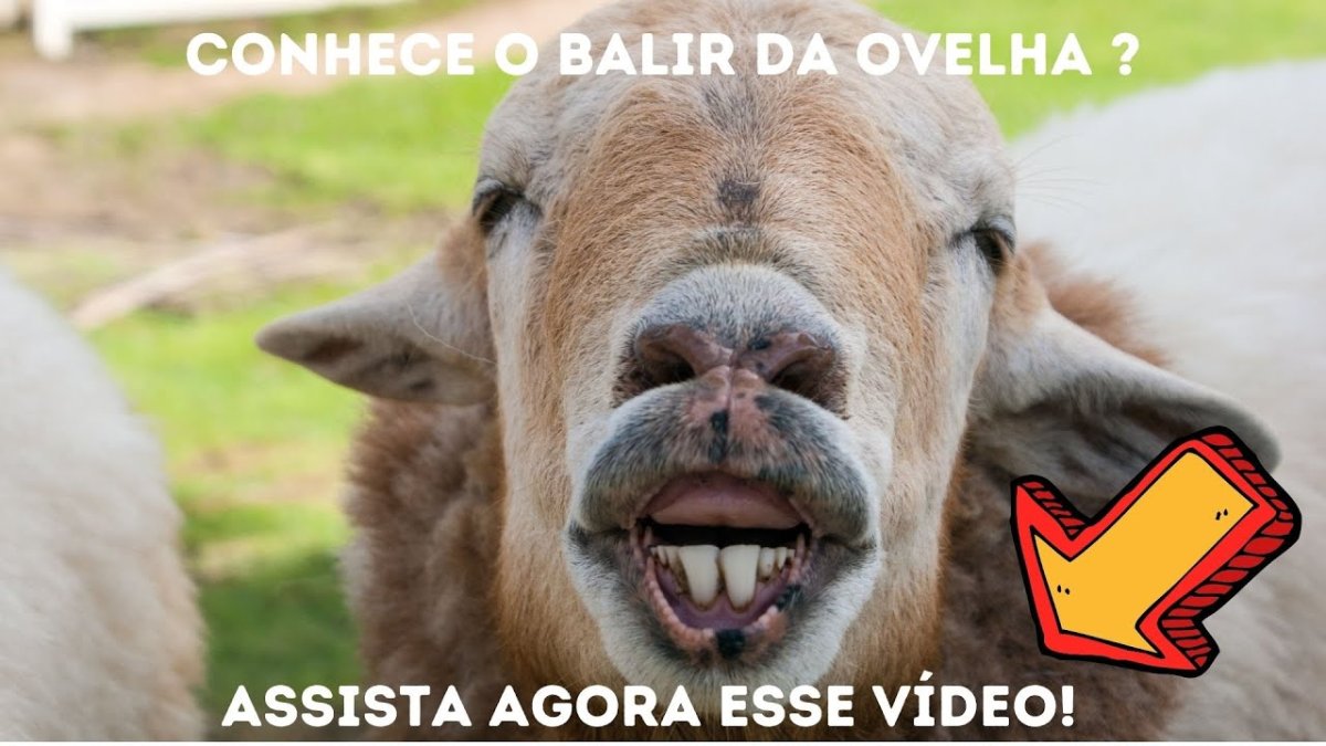 Овцы породы меринос