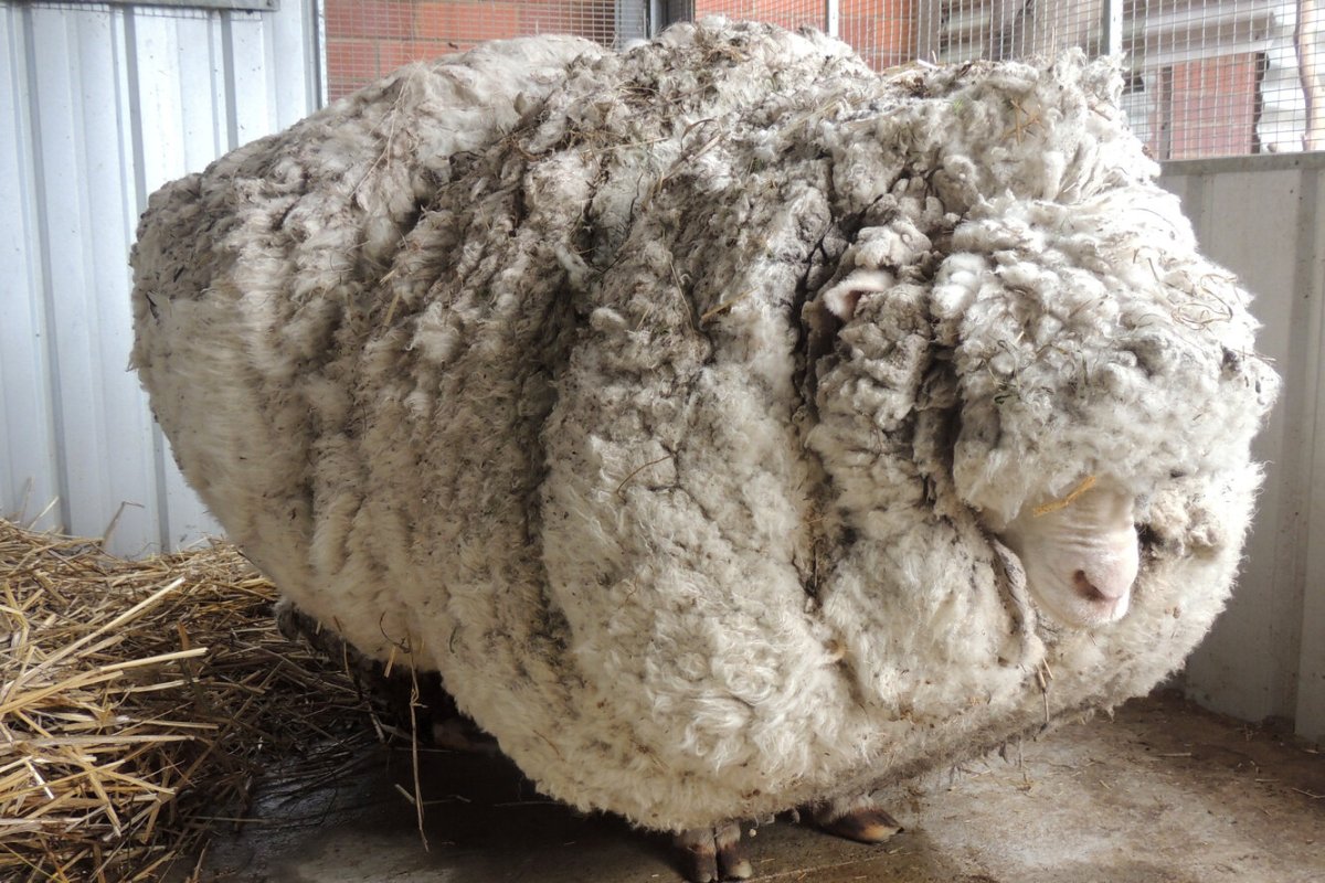 Овца-меринос Крис Канберра