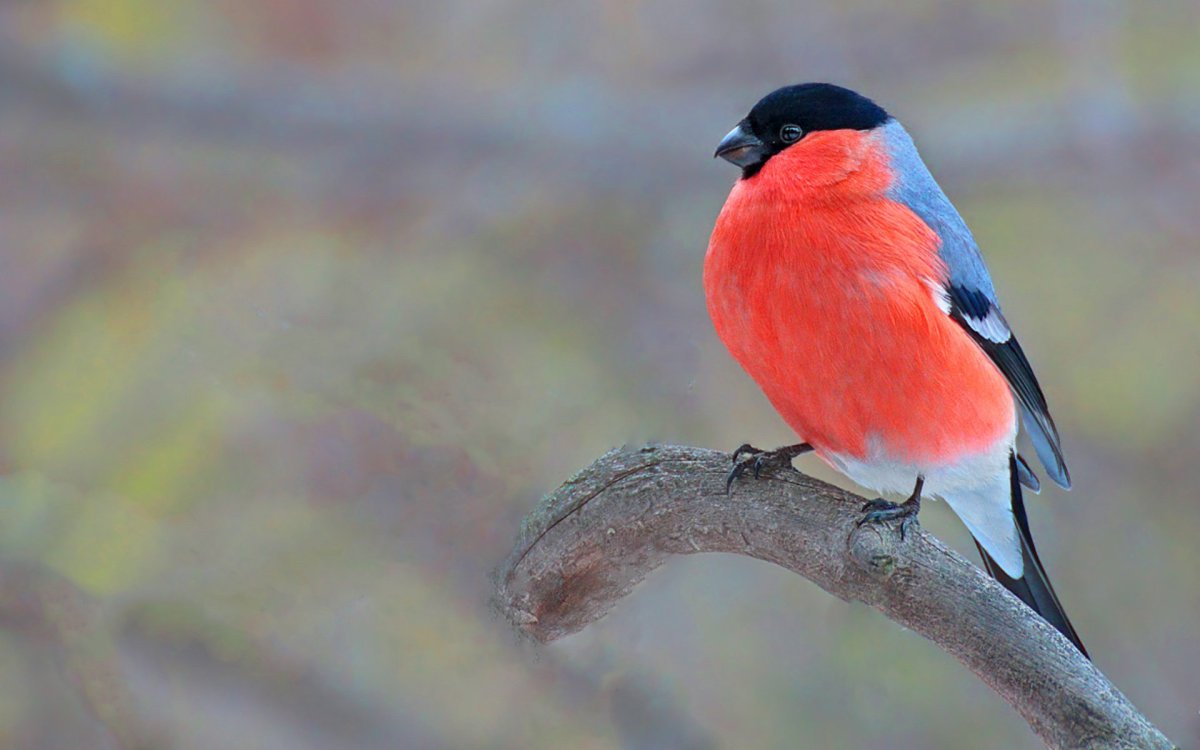 Птичка с красной грудкой и хохолком