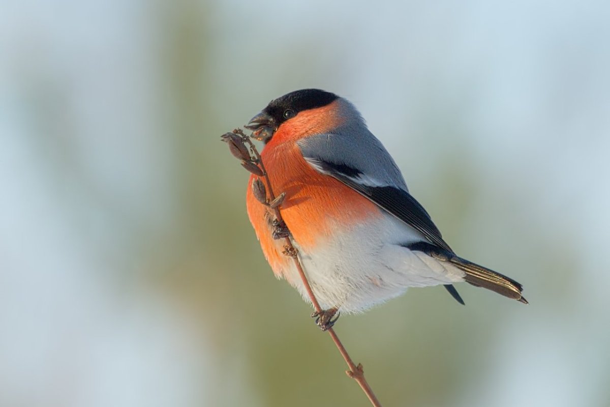 Синичка и Снегирь