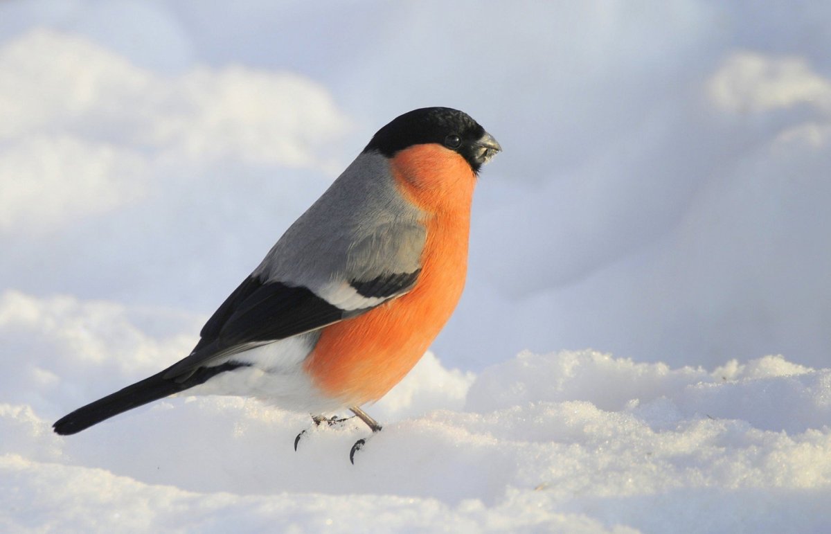 Чатемская петроика