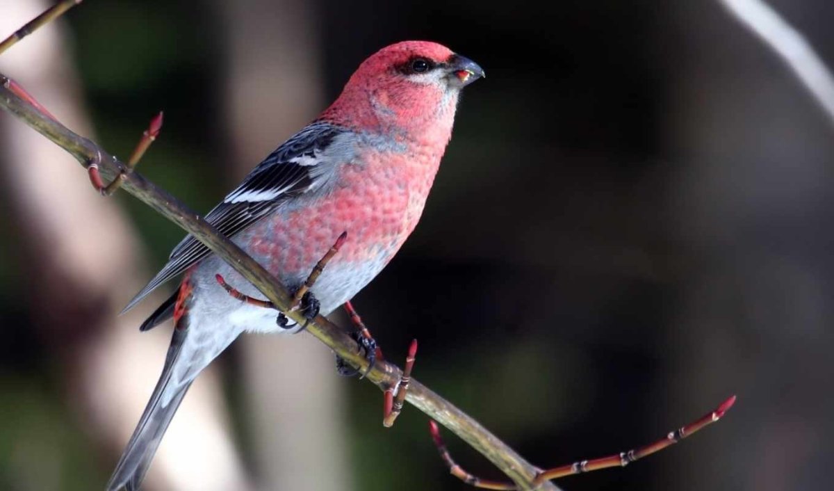 Красногрудый Снегирь