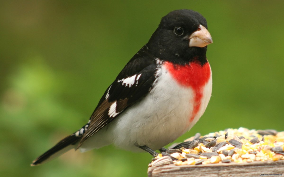 Птица синего цвета