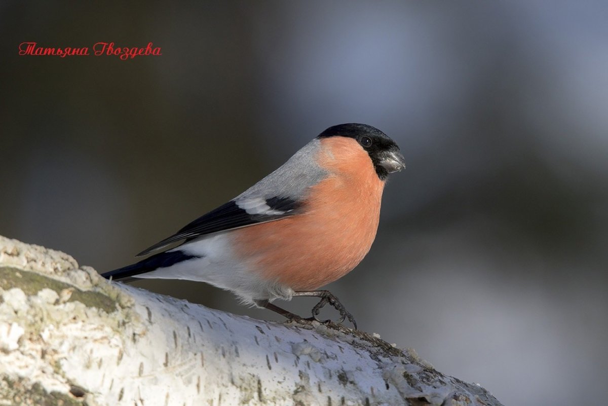 Синичка с красной грудкой