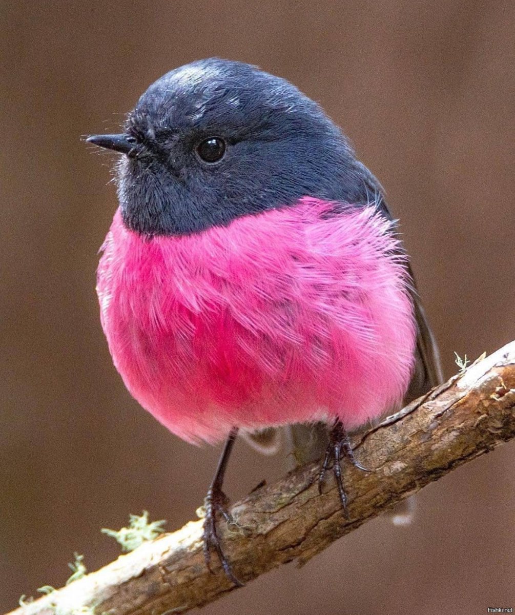 Снегири на снегу