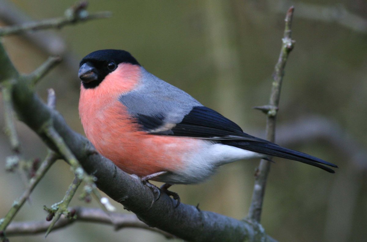 Снегирь птица самец и самка