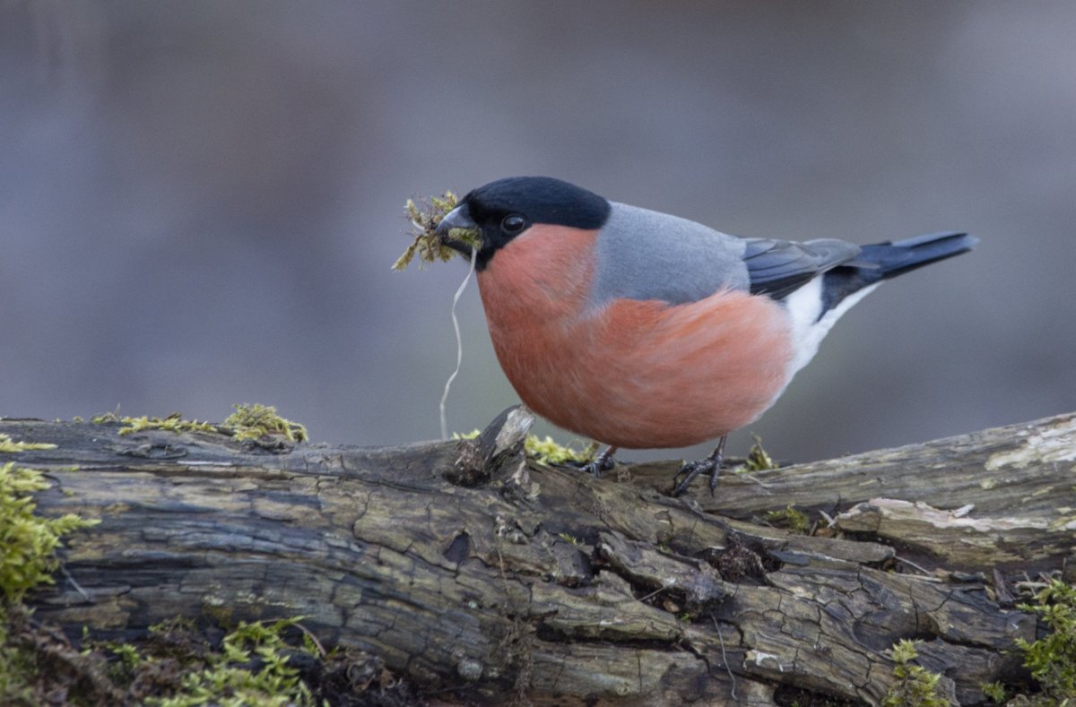 Зарянка с красной грудкой