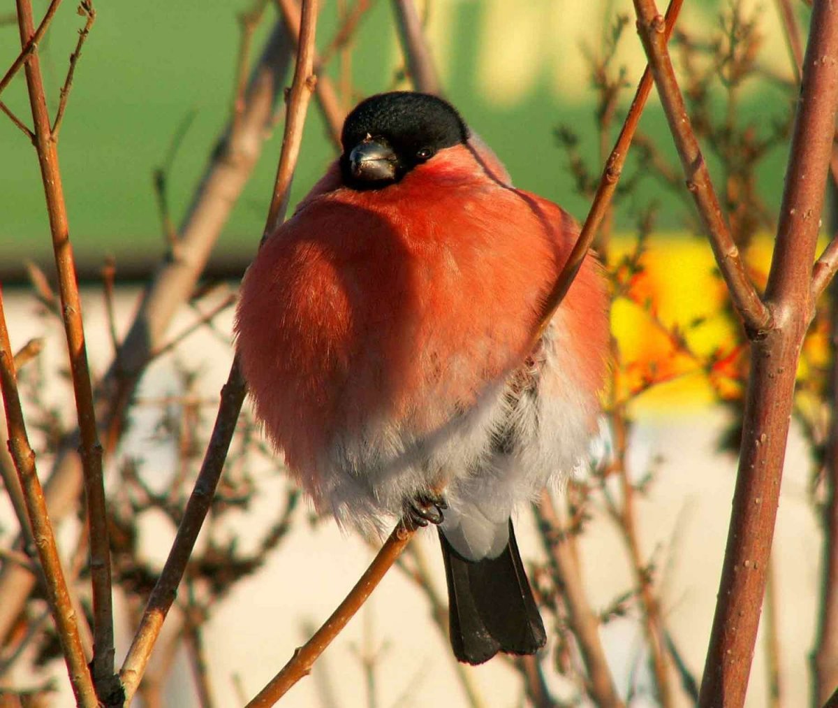 Чатемская петроика