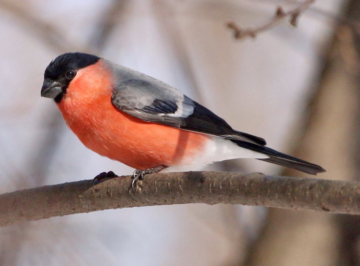 Краснокрылый Дрозд