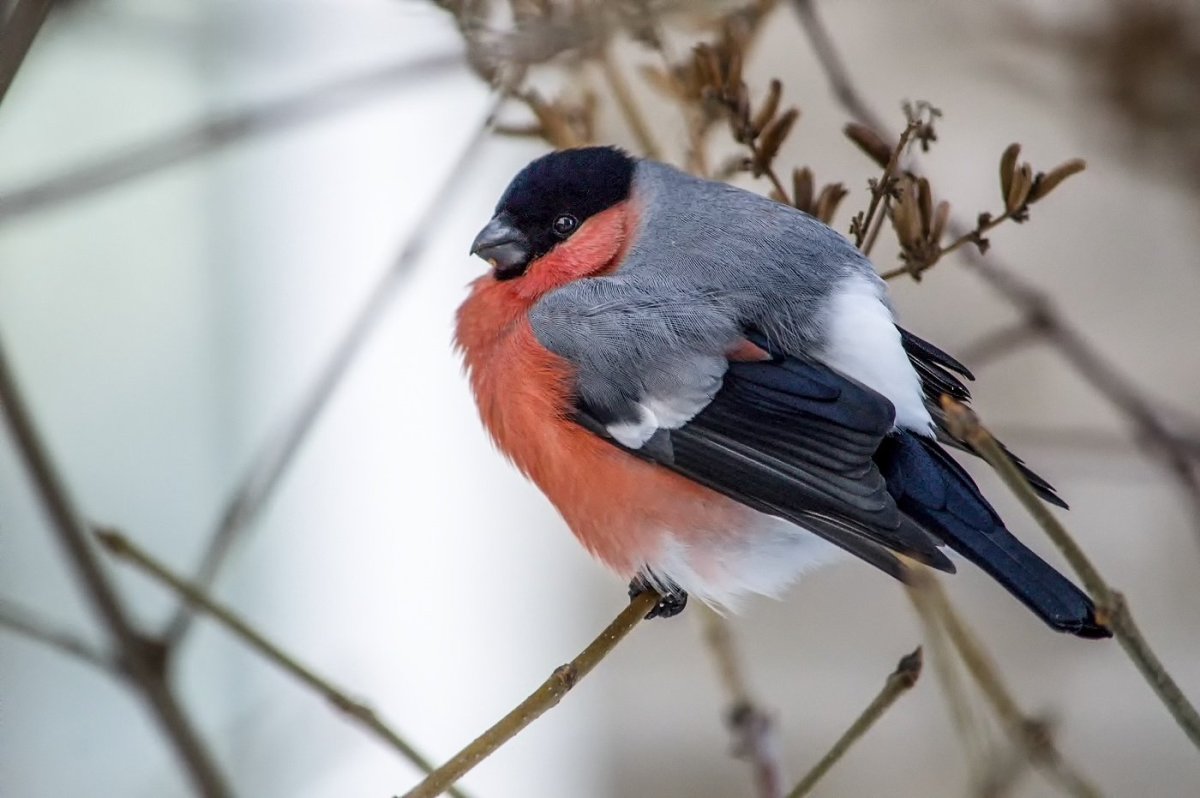 Красногрудая Малиновка Маргарет