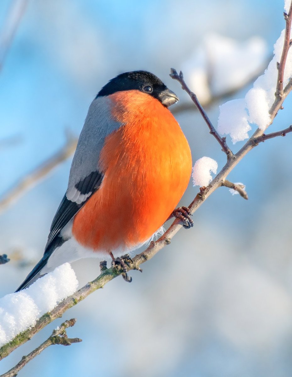 Птички с красной грудкой Пермский край