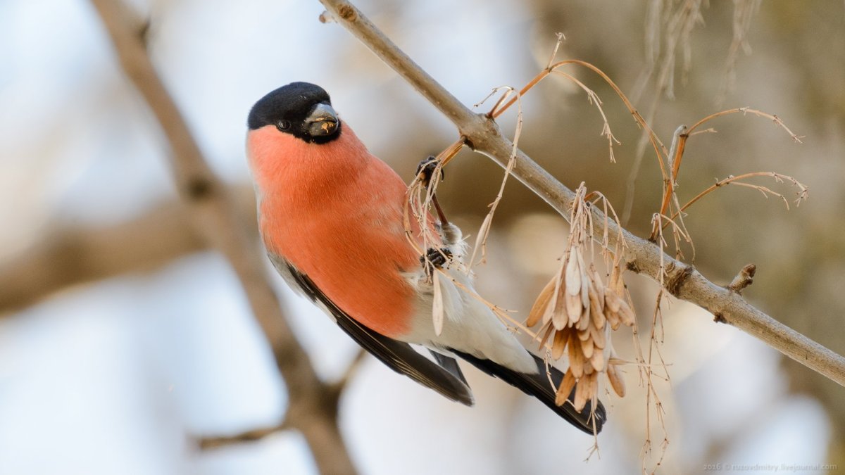 Алая петроика