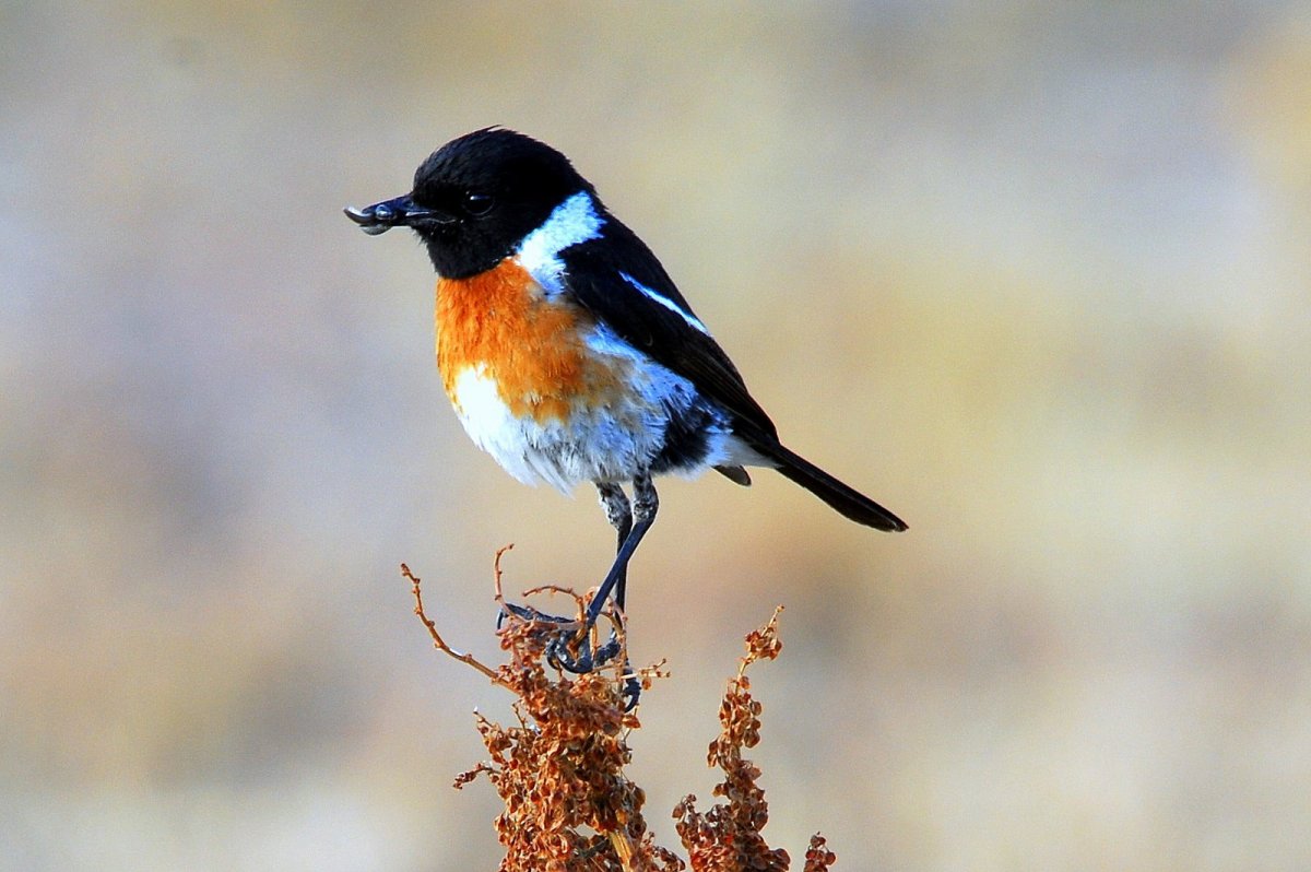 Красноголовый Снегирь