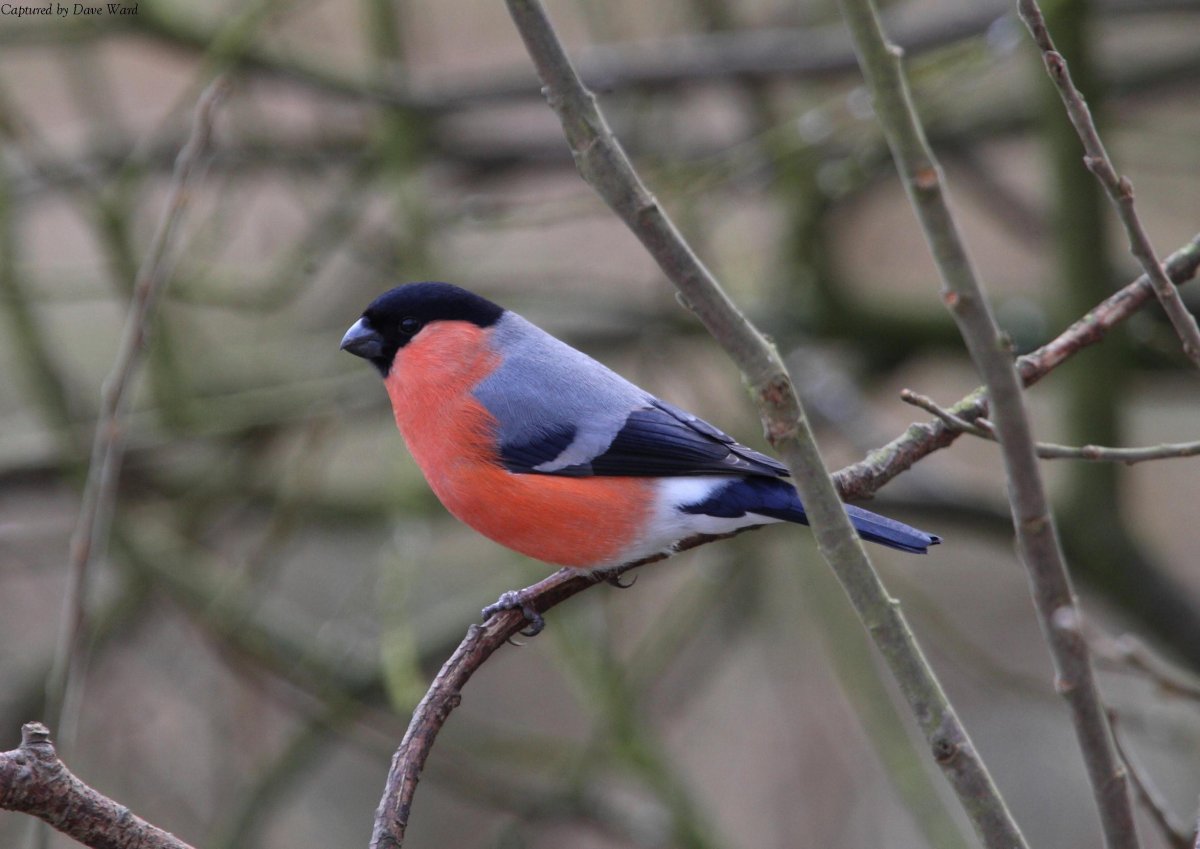 Полярный Снегирь