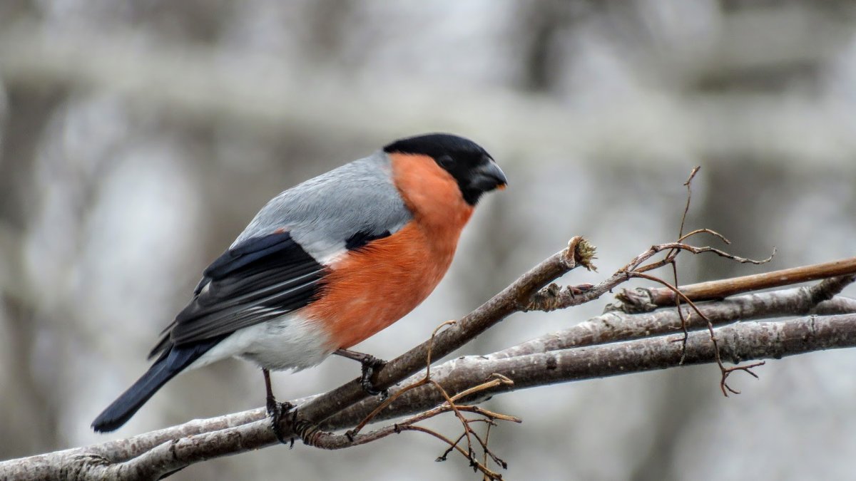 Ласточка с красной грудкой