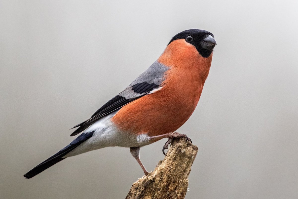 Малиновогрудая петроика