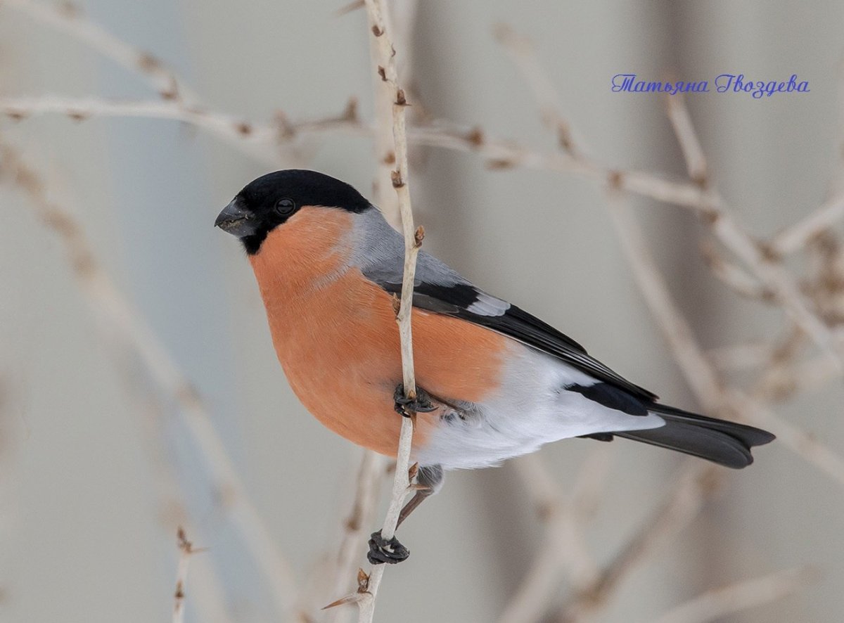 Черноголовый оранжевый