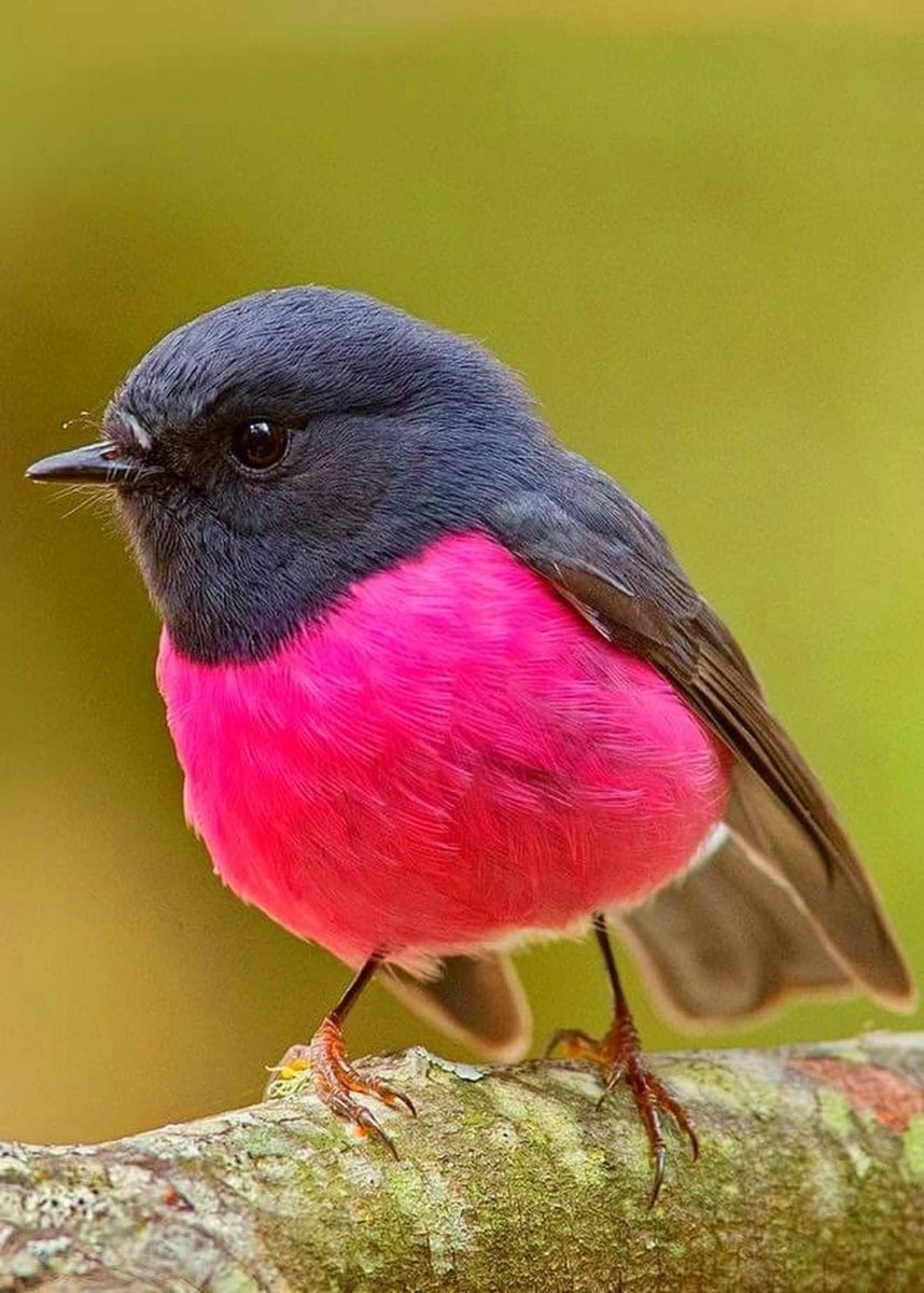 Снегири красногрудые птицы