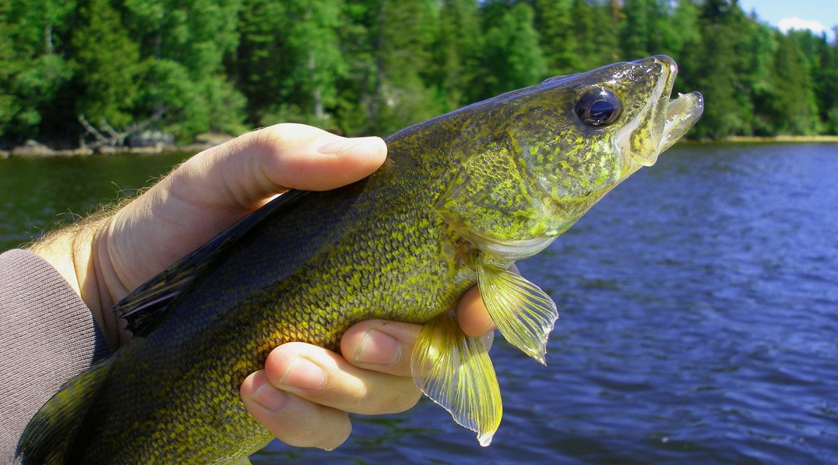 Рыба в реке