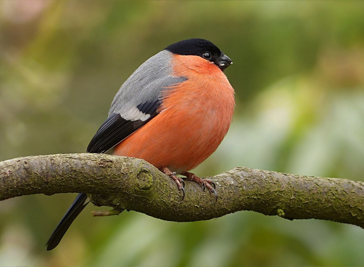 Желтоспинный Снегирь