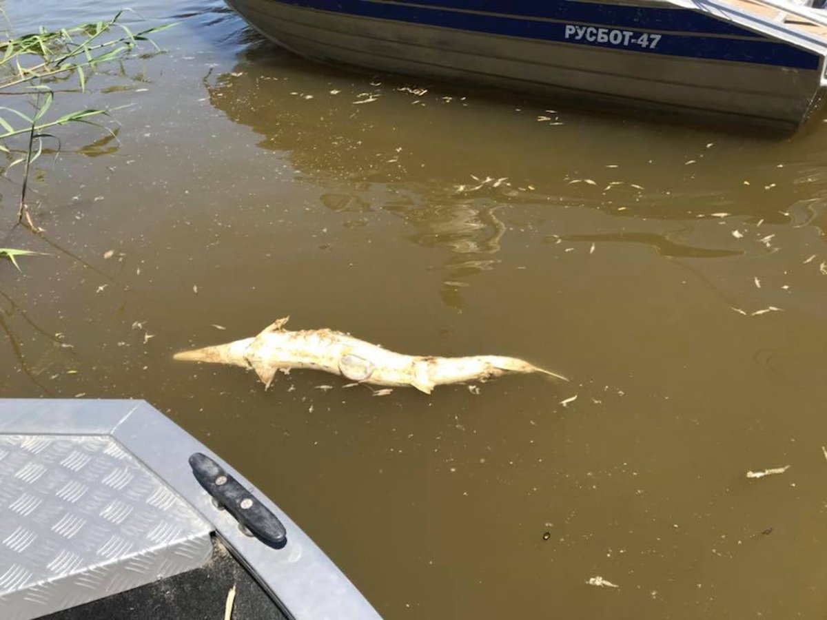Рыба в реке Волга Астрахань