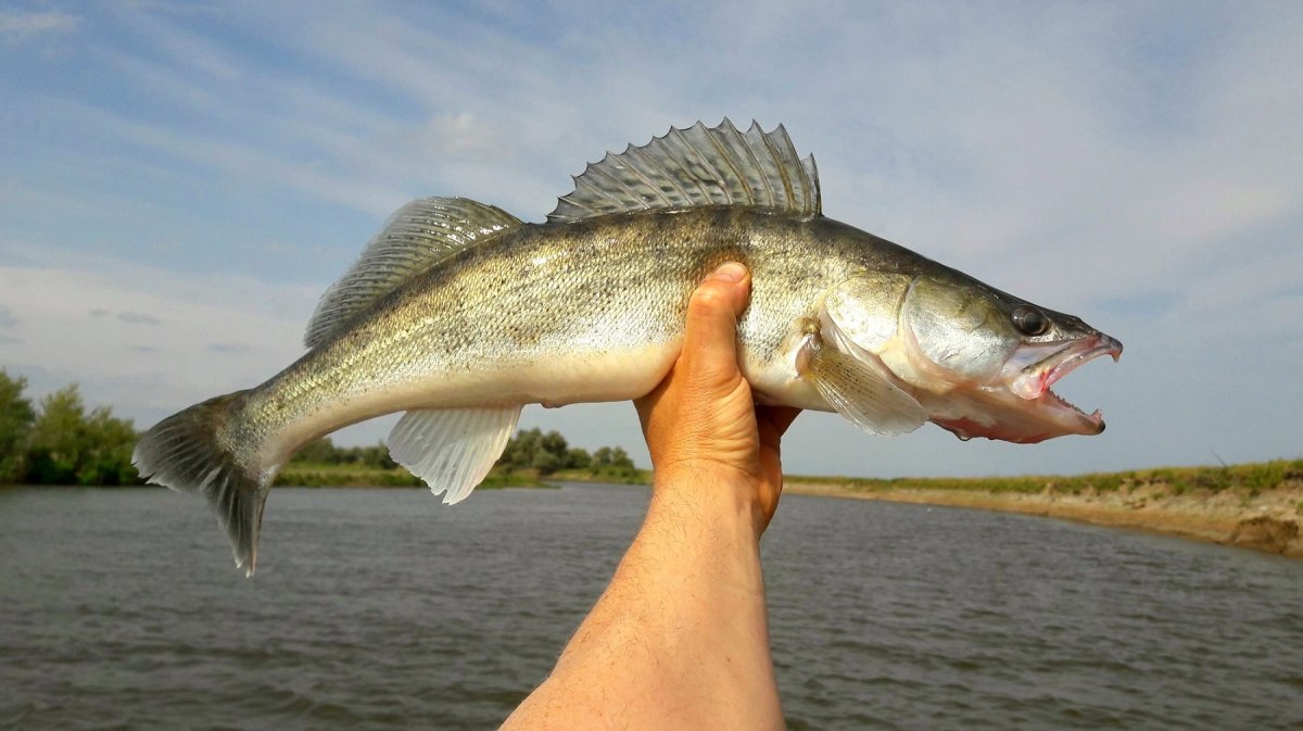 Судак в Астрахани