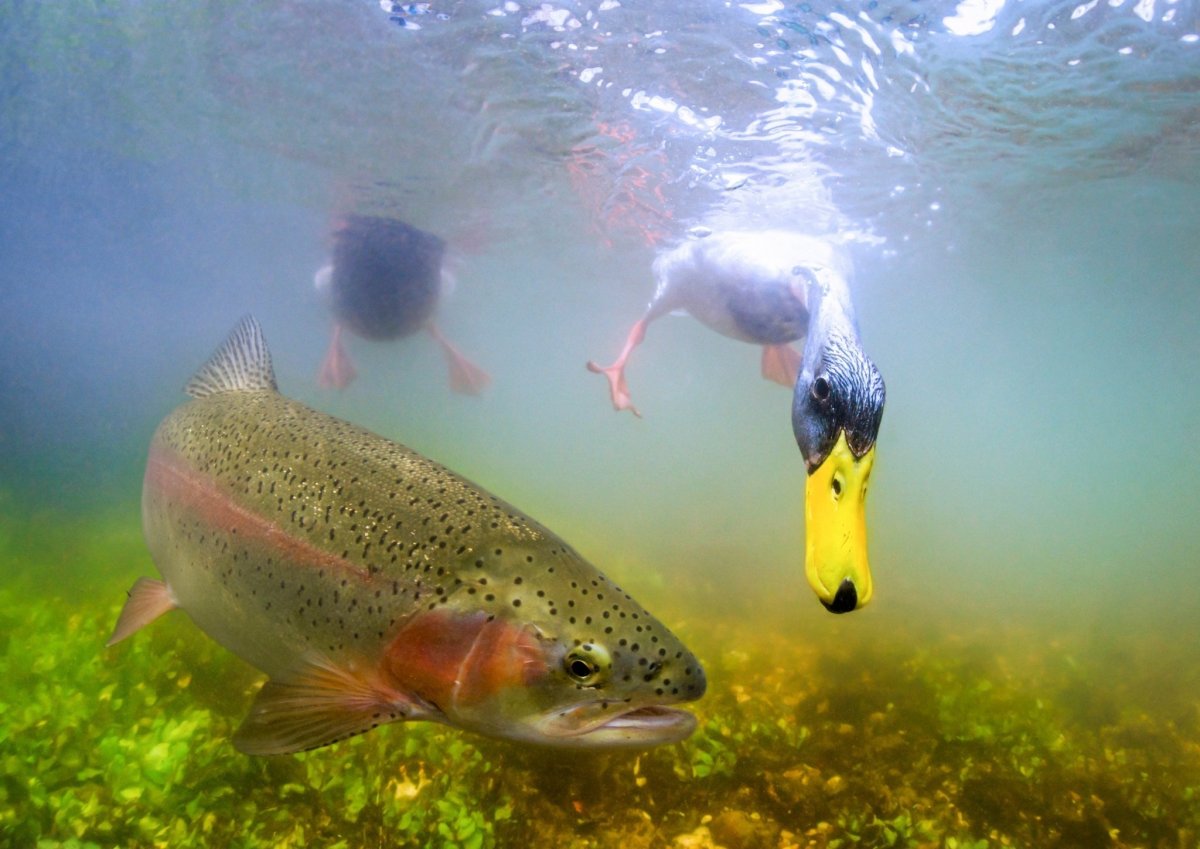 Пресноводные обитатели