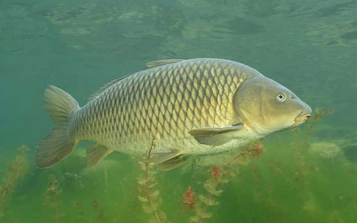 Сазан (Cyprinus Carpio)