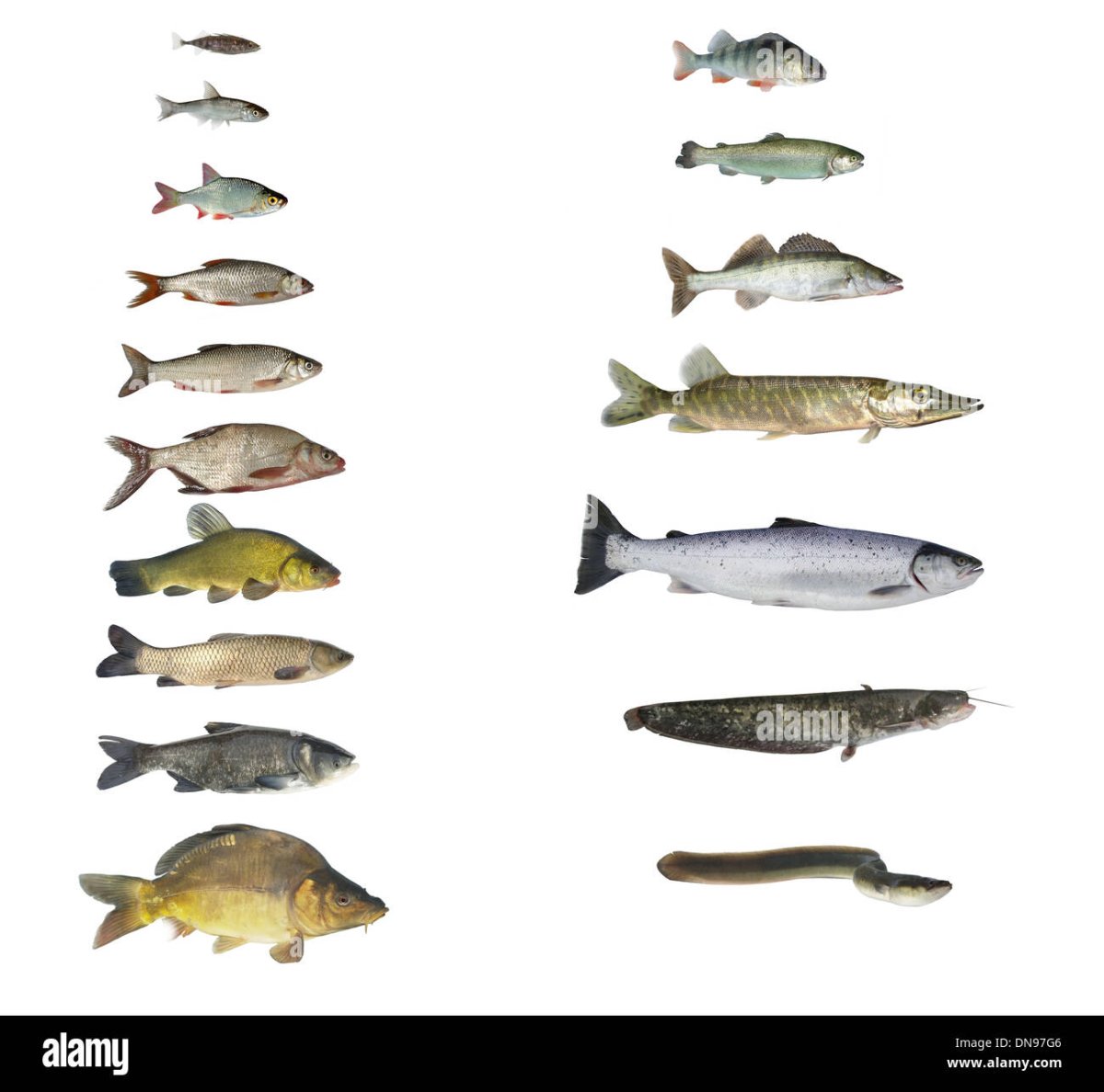 Рыба на уфимки виды