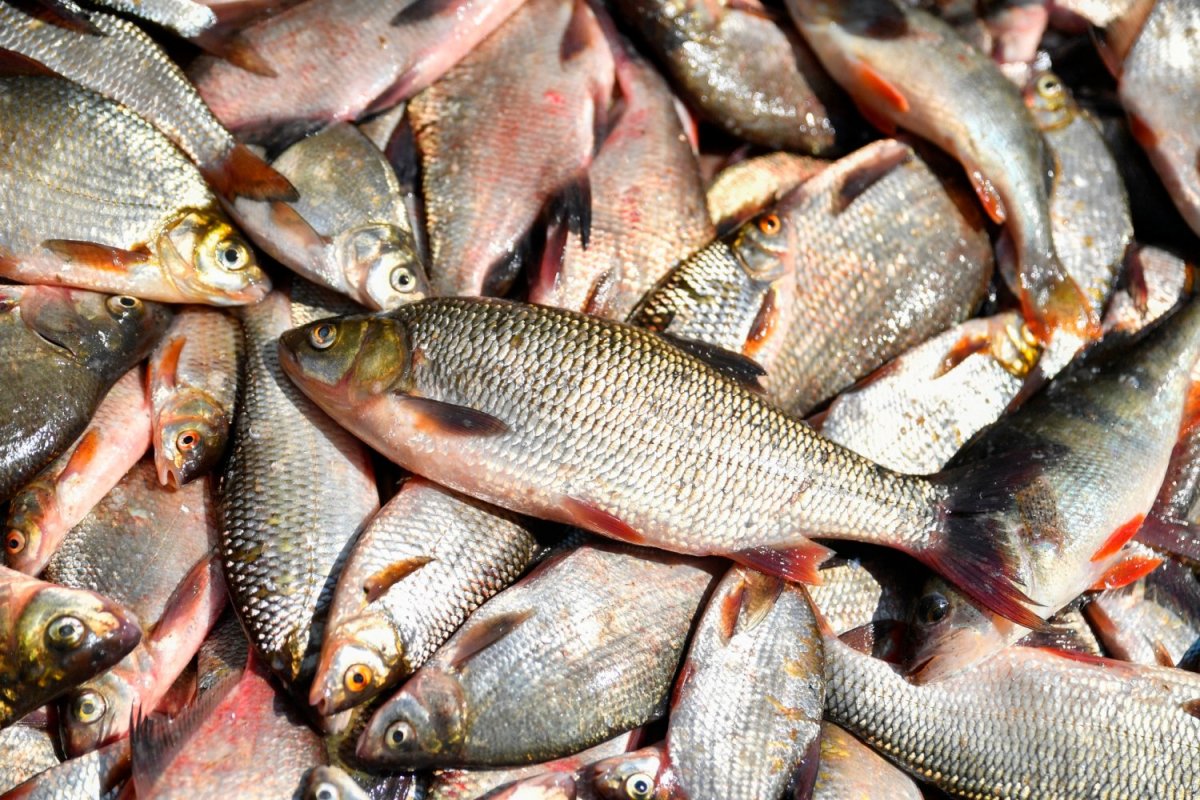 Чебак рыба фото