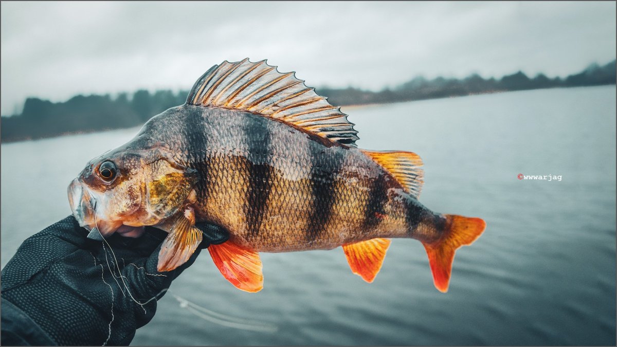Дальневосточный окунь