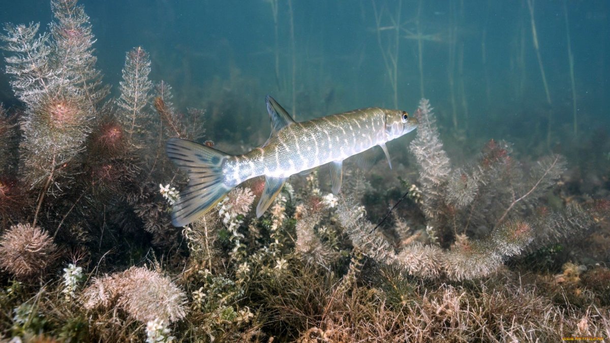 Подводный мир реки Волга