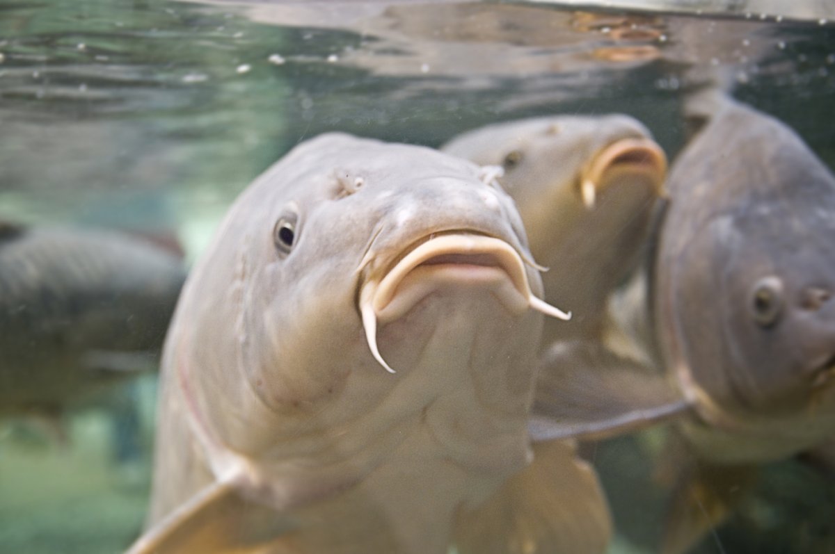 Рыбы обитающие в Волге