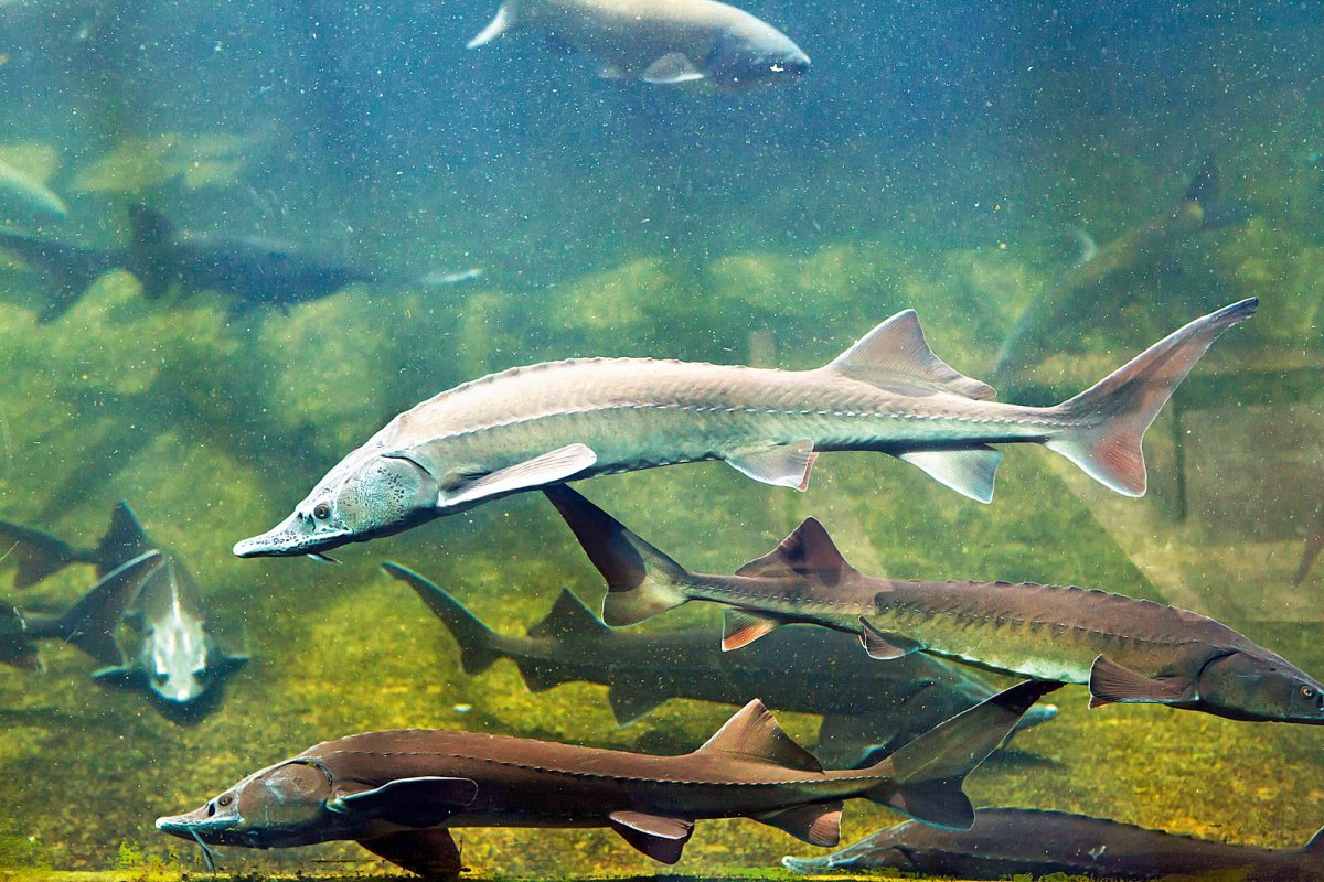 Рыба осетр Сибирский