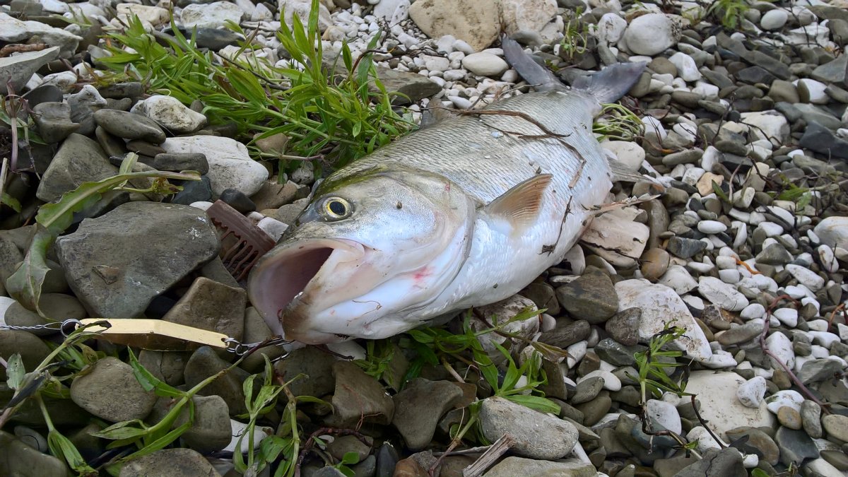 Рыбы реки Томь